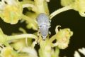 Bruchela rufipes